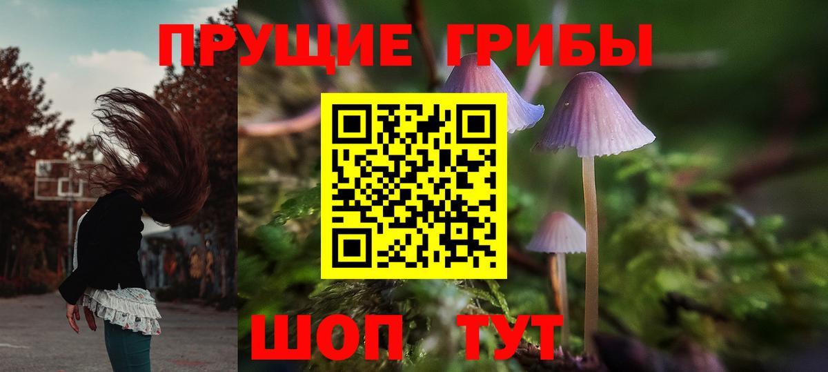 Псилоцибиновые грибы Psilocybe Нововоронеж